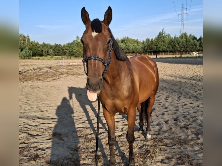 Altri cavalli a sangue caldo Castrone 15 Anni 160 cm Baio in ŁÓDŹ