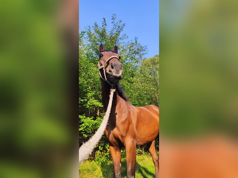 Altri cavalli a sangue caldo Castrone 15 Anni 160 cm Baio in ŁÓDŹ