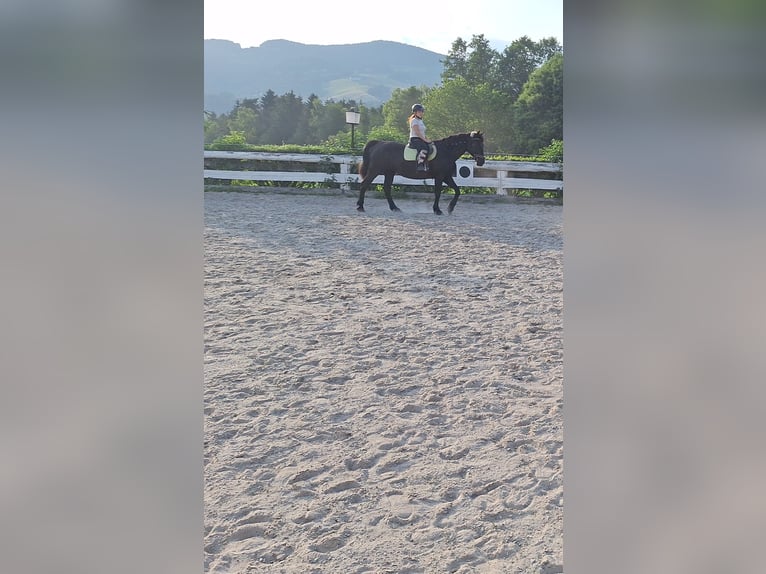 Altri cavalli a sangue caldo Castrone 15 Anni 162 cm Baio nero in Ligist