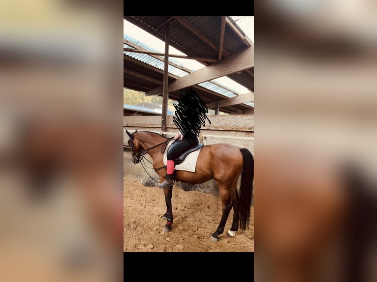Altri cavalli a sangue caldo Castrone 15 Anni 165 cm Baio in Dorsten