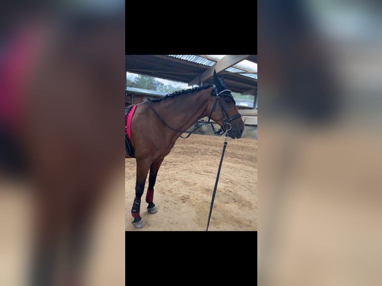 Altri cavalli a sangue caldo Castrone 15 Anni 165 cm Baio in Dorsten