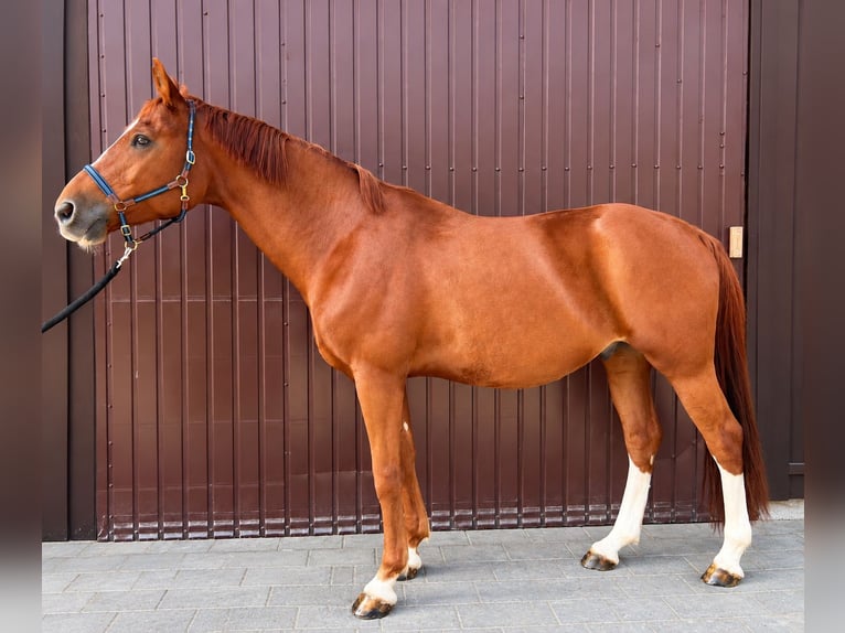 Altri cavalli a sangue caldo Castrone 15 Anni 165 cm Sauro in Helpfau