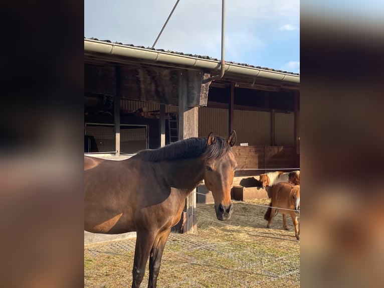 Altri cavalli a sangue caldo Mix Castrone 16 Anni 155 cm Baio scuro in Marburg