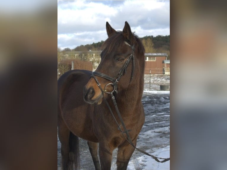 Altri cavalli a sangue caldo Mix Castrone 16 Anni 155 cm Baio scuro in Marburg