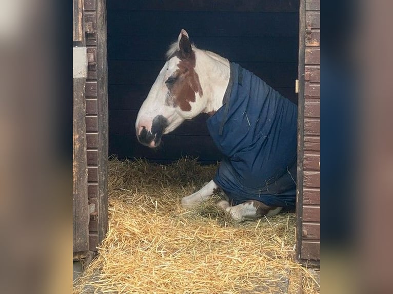 Altri cavalli a sangue caldo Castrone 16 Anni 155 cm Pezzato in Königsfeld im Schwarzwald