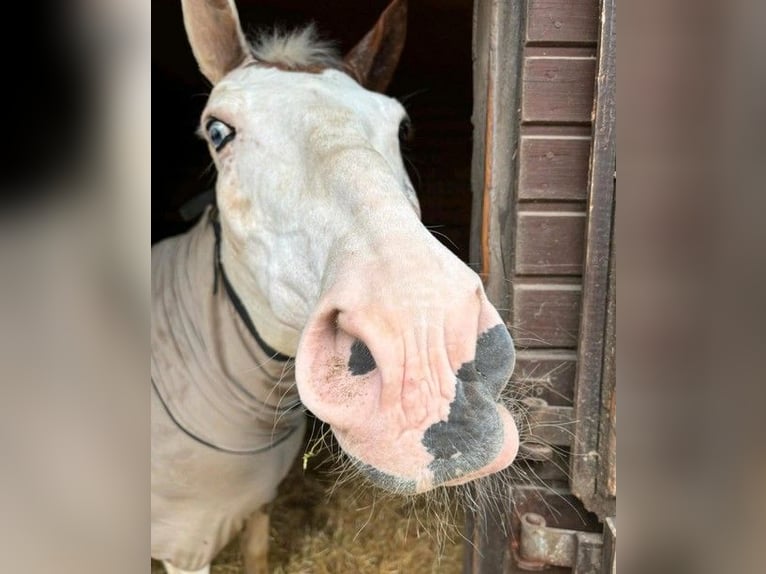 Altri cavalli a sangue caldo Castrone 16 Anni 155 cm Pezzato in Königsfeld im Schwarzwald