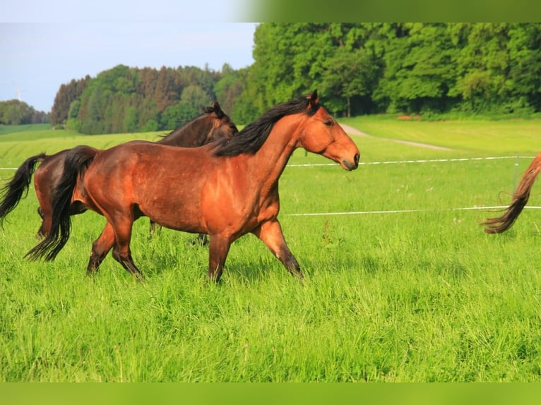Altri cavalli a sangue caldo Castrone 16 Anni 157 cm Baio in Bayerbach
