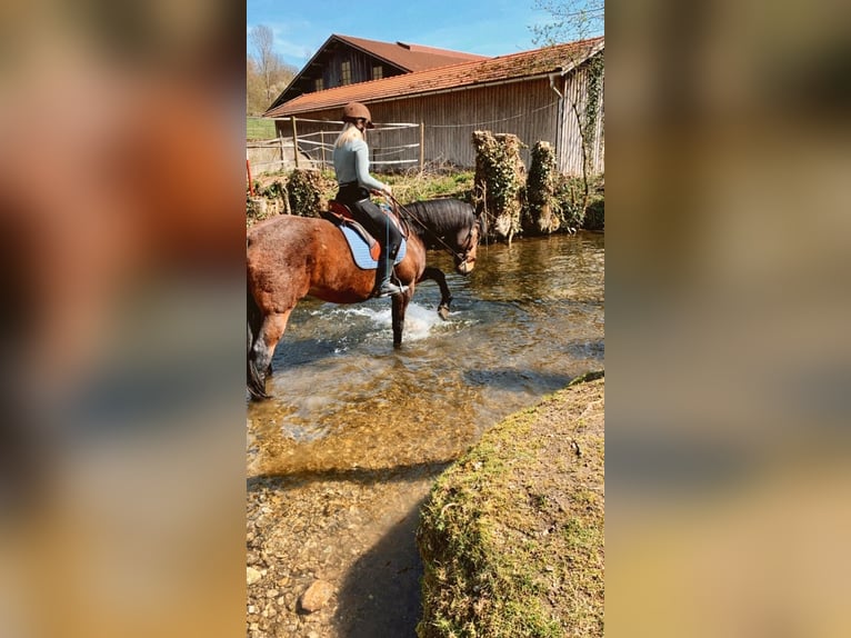 Altri cavalli a sangue caldo Castrone 16 Anni 157 cm Baio in Bayerbach