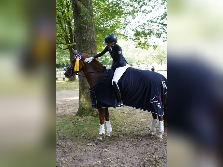 Altri cavalli a sangue caldo Castrone 16 Anni 158 cm Sauro in Schenefeld