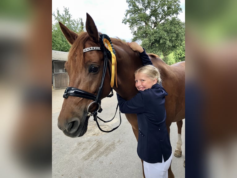 Altri cavalli a sangue caldo Castrone 16 Anni 158 cm Sauro in Schenefeld