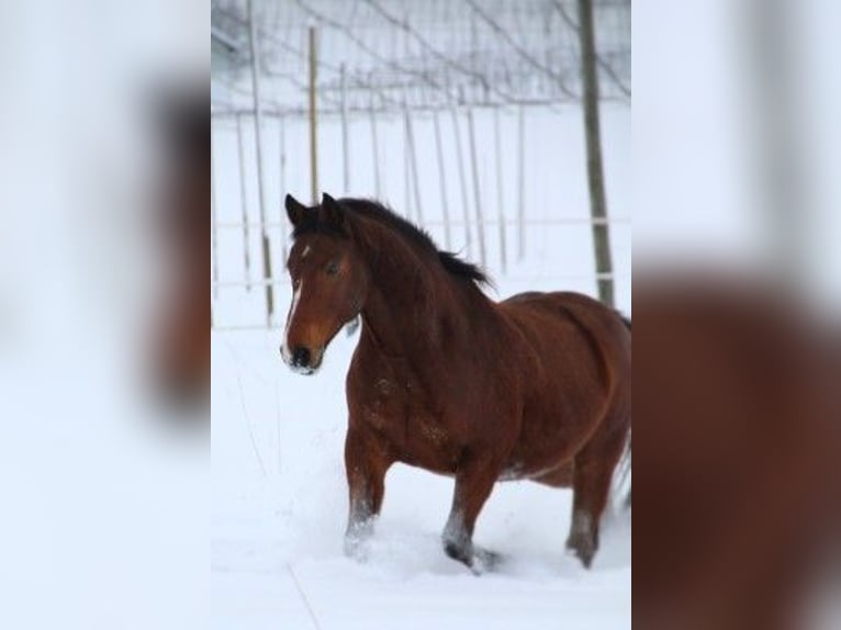 Altri cavalli a sangue caldo Castrone 16 Anni 160 cm Baio in Osseltshausen