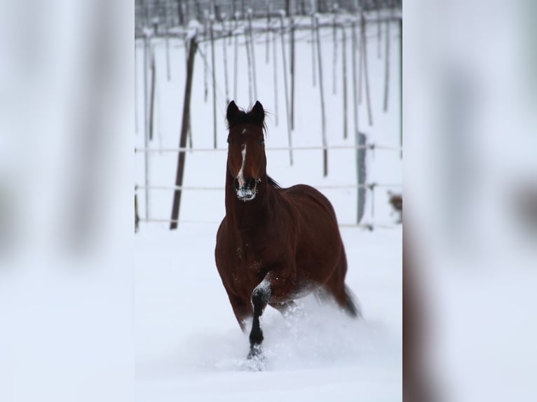 Altri cavalli a sangue caldo Castrone 16 Anni 160 cm Baio in Osseltshausen