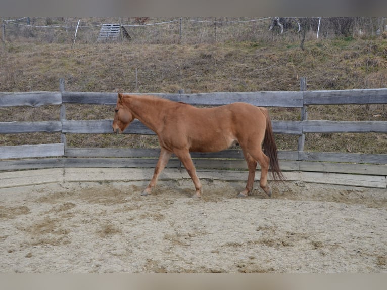 Altri cavalli a sangue caldo Mix Castrone 16 Anni 164 cm Sauro in Sankt Stefan im Rosental