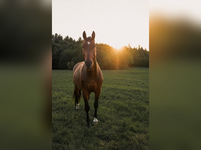 Altri cavalli a sangue caldo Castrone 16 Anni 165 cm Baio in Premstätten