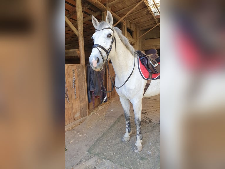 Altri cavalli a sangue caldo Castrone 16 Anni 165 cm Grigio in Wolnzach