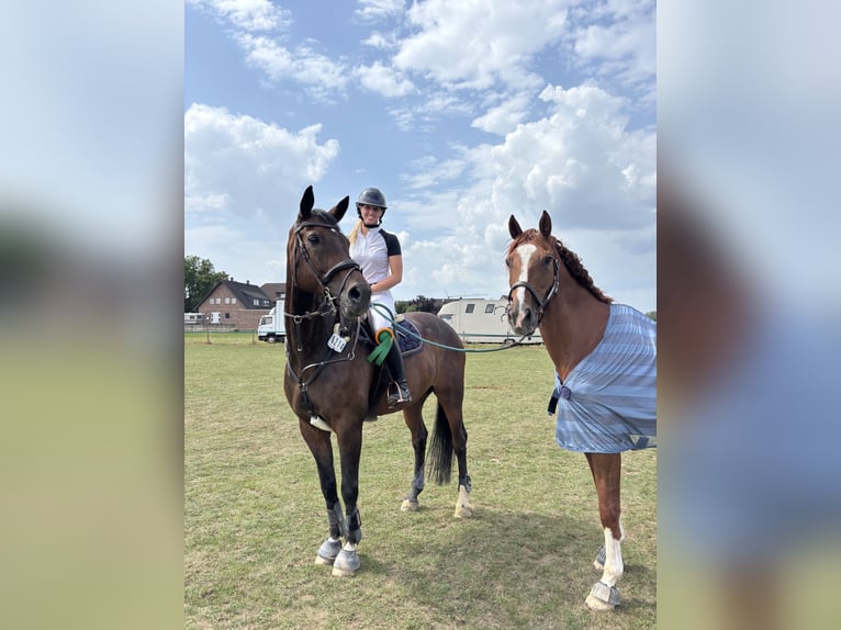 Altri cavalli a sangue caldo Castrone 16 Anni 170 cm Sauro in Stolberg (Rheinland)