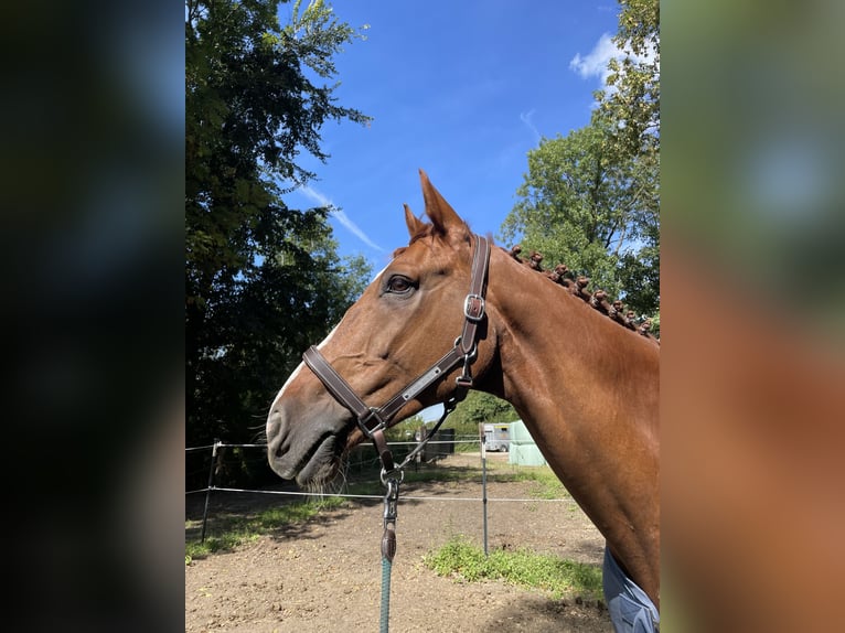 Altri cavalli a sangue caldo Castrone 16 Anni 170 cm Sauro in Stolberg (Rheinland)