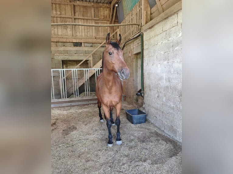 Altri cavalli a sangue caldo Castrone 16 Anni 174 cm Baio in Pirmasens