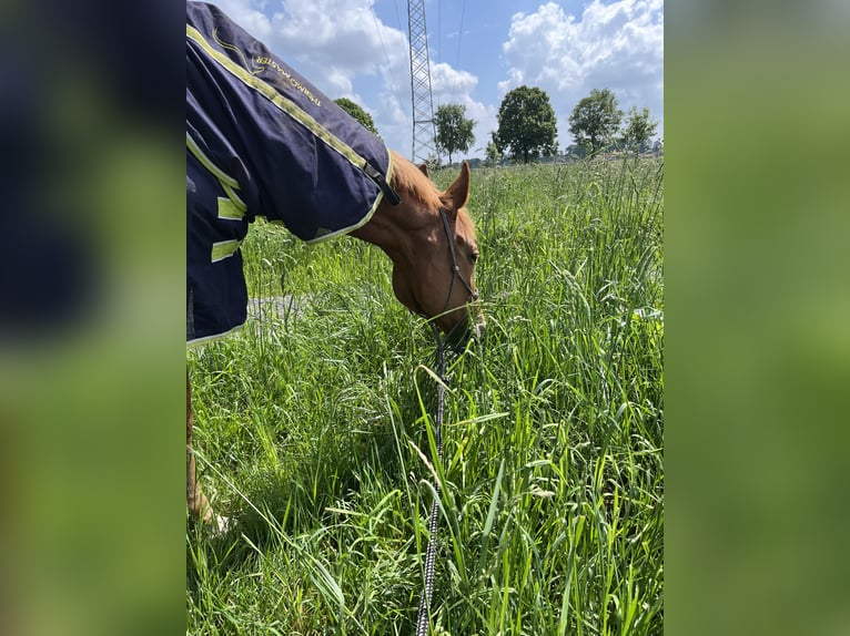 Altri cavalli a sangue caldo Castrone 16 Anni 175 cm Sauro in Greven