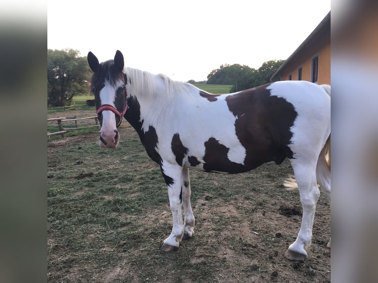 Altri cavalli a sangue caldo Mix Castrone 16 Anni  in Schiltberg