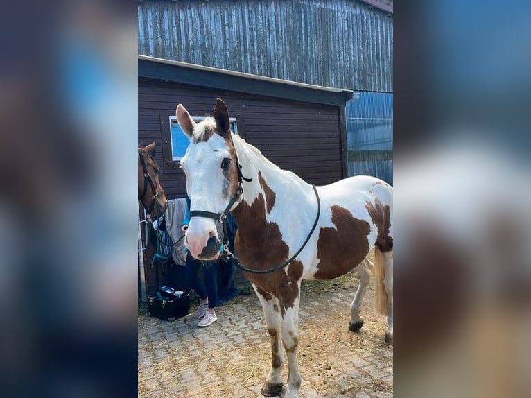 Altri cavalli a sangue caldo Castrone 17 Anni 155 cm Pezzato in Königsfeld im Schwarzwald