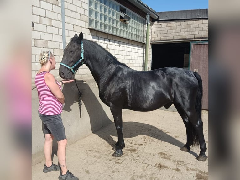 Altri cavalli a sangue caldo Castrone 17 Anni 160 cm Morello in Bochumbochum