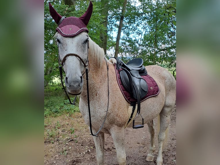 Altri cavalli a sangue caldo Castrone 17 Anni 161 cm Grigio trotinato in Lollar