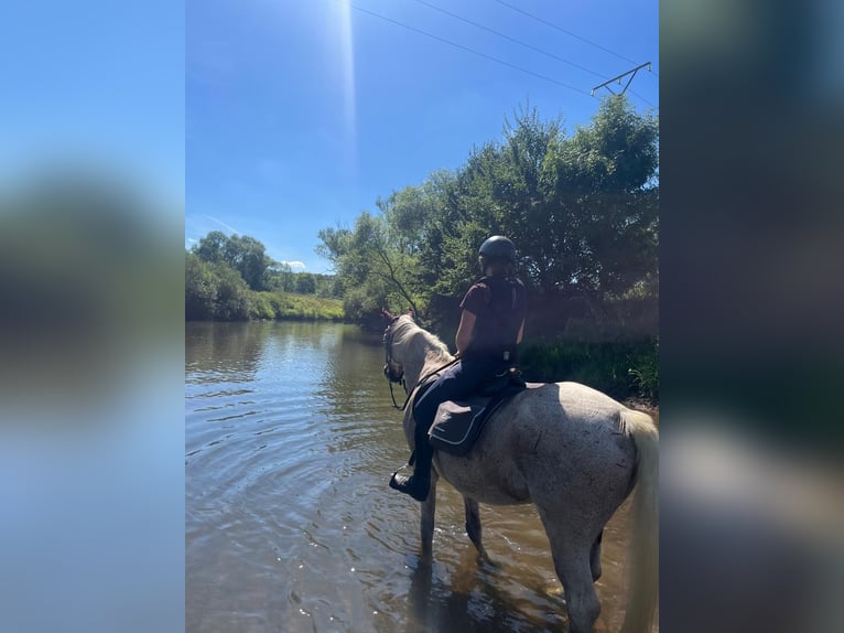 Altri cavalli a sangue caldo Castrone 17 Anni 161 cm Grigio trotinato in Lollar