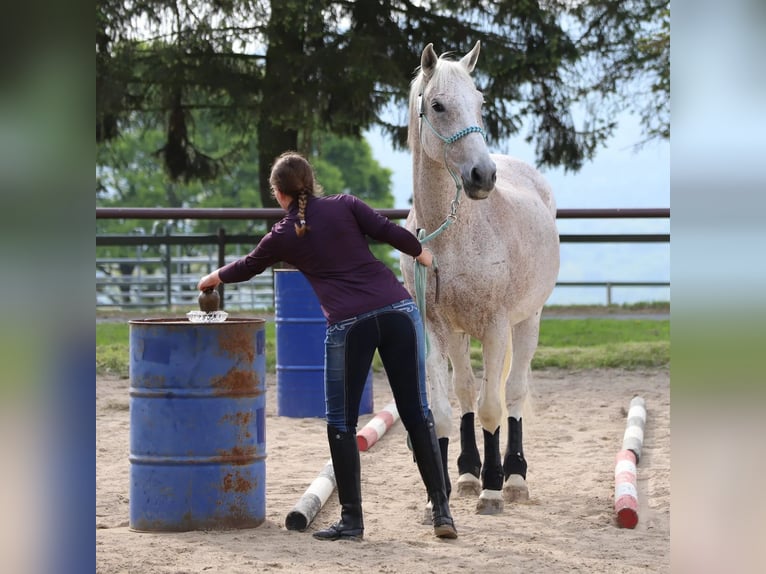 Altri cavalli a sangue caldo Castrone 17 Anni 161 cm Grigio trotinato in Lollar