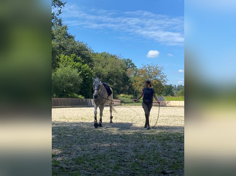 Altri cavalli a sangue caldo Castrone 17 Anni 161 cm Grigio trotinato in Lollar