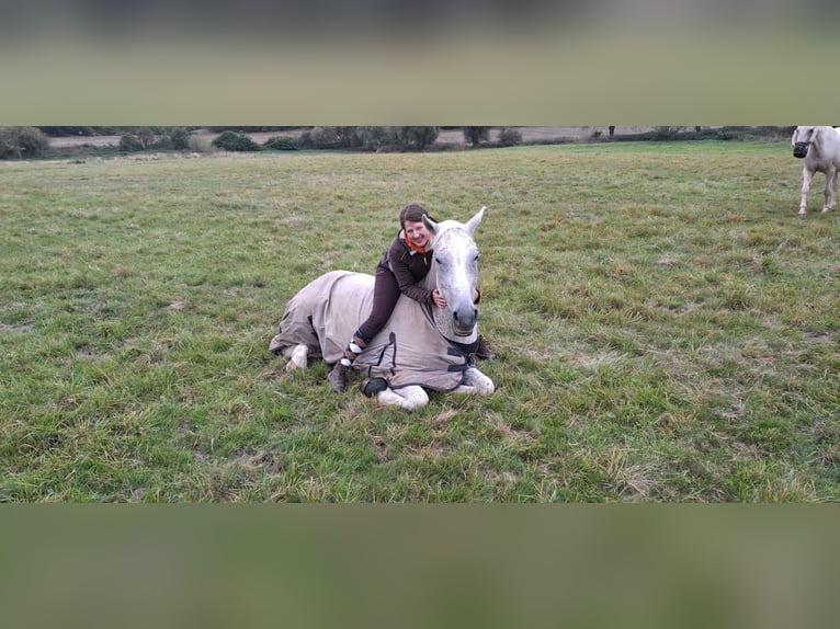 Altri cavalli a sangue caldo Castrone 17 Anni 161 cm Grigio trotinato in Lollar