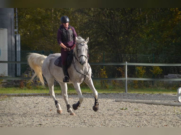 Altri cavalli a sangue caldo Castrone 17 Anni 161 cm Grigio trotinato in Lollar