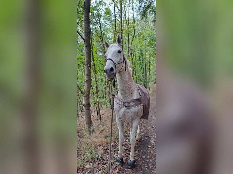 Altri cavalli a sangue caldo Castrone 17 Anni 161 cm Grigio trotinato in Lollar