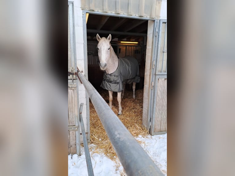 Altri cavalli a sangue caldo Castrone 17 Anni 161 cm Grigio trotinato in Lollar