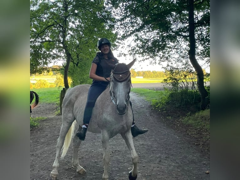 Altri cavalli a sangue caldo Castrone 17 Anni 161 cm Grigio trotinato in Lollar