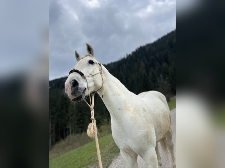 Altri cavalli a sangue caldo Castrone 17 Anni 163 cm Grigio in Ratschings