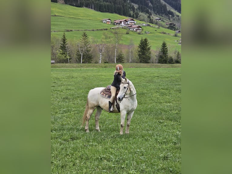 Altri cavalli a sangue caldo Castrone 17 Anni 163 cm Grigio in Ratschings