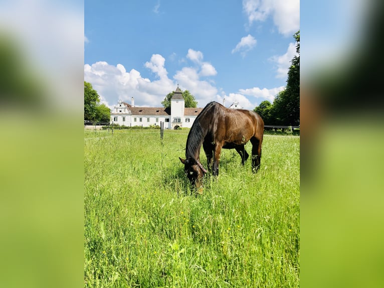 Altri cavalli a sangue caldo Castrone 17 Anni 165 cm Baio in Böheimkirchen Altri cavalli a sangue caldo Castrone 17 Anni 165 cm Baio in Böheimkirchen
