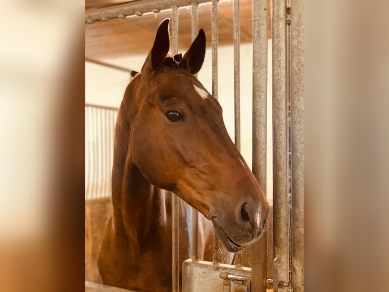 Altri cavalli a sangue caldo Castrone 17 Anni 165 cm Baio in Böheimkirchen Altri cavalli a sangue caldo Castrone 17 Anni 165 cm Baio in Böheimkirchen