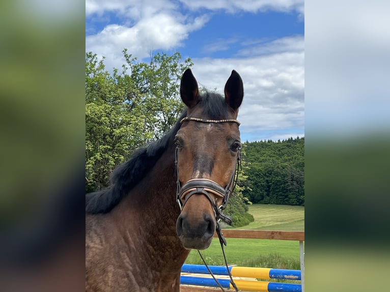 Altri cavalli a sangue caldo Castrone 17 Anni 168 cm Baio in Ursensollen