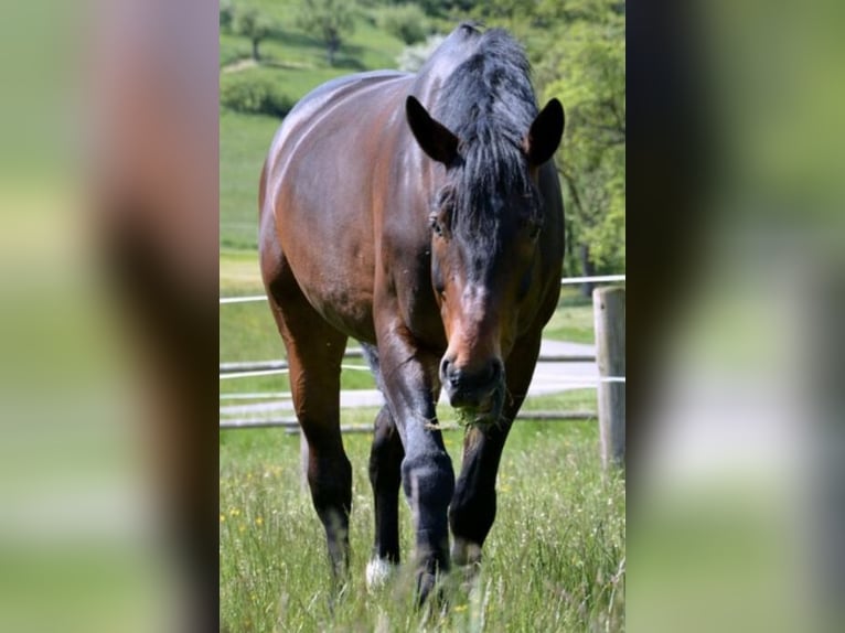 Altri cavalli a sangue caldo Castrone 17 Anni 172 cm Baio in Altdorf