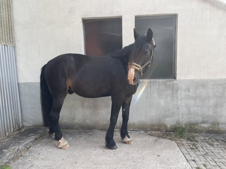 Altri cavalli a sangue caldo Mix Castrone 17 Anni 172 cm Morello in Battenberg (Eder)