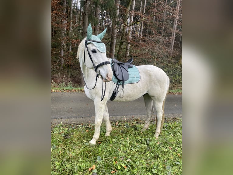 Altri cavalli a sangue caldo Castrone 17 Anni 180 cm Grigio in Graz