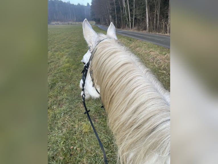 Altri cavalli a sangue caldo Castrone 17 Anni 180 cm Grigio in Graz