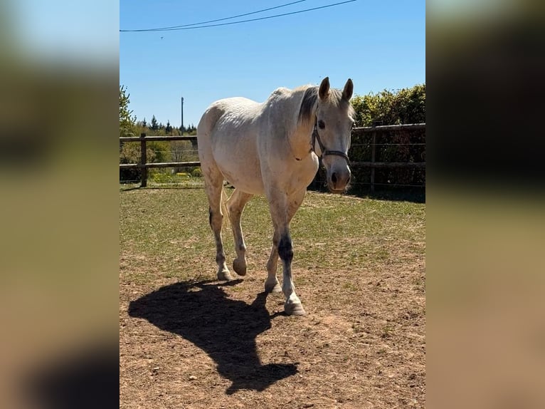 Altri cavalli a sangue caldo Castrone 18 Anni 160 cm Grigio in Daleiden