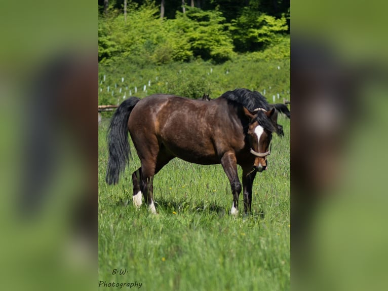 Altri cavalli a sangue caldo Castrone 18 Anni 168 cm Baio in Oerlinghausen