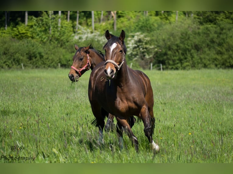 Altri cavalli a sangue caldo Castrone 18 Anni 168 cm Baio in Oerlinghausen