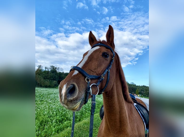 Altri cavalli a sangue caldo Castrone 18 Anni 172 cm Sauro in Pelmberg