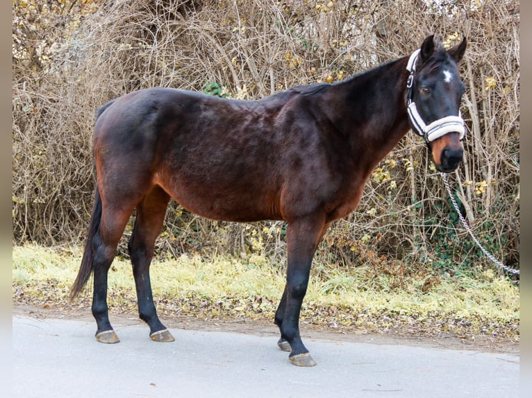 Altri cavalli a sangue caldo Castrone 19 Anni 155 cm Baio scuro in Götzendorf