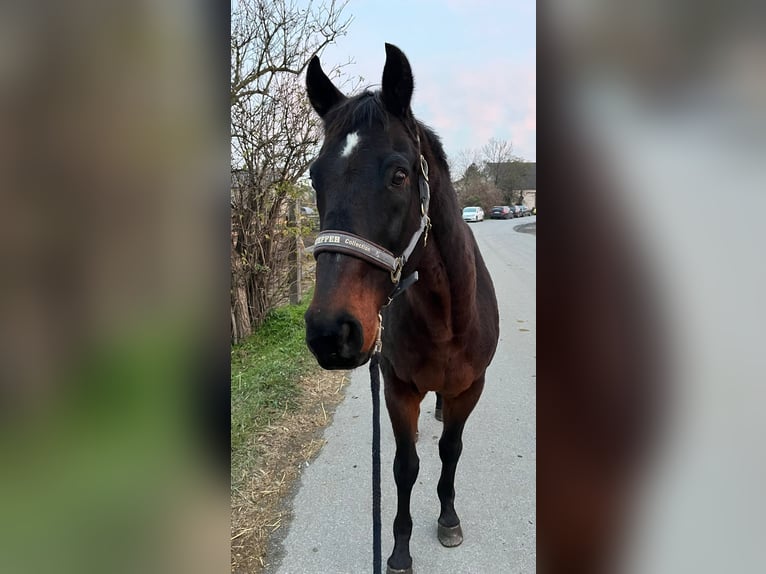 Altri cavalli a sangue caldo Castrone 19 Anni 155 cm Baio scuro in Götzendorf